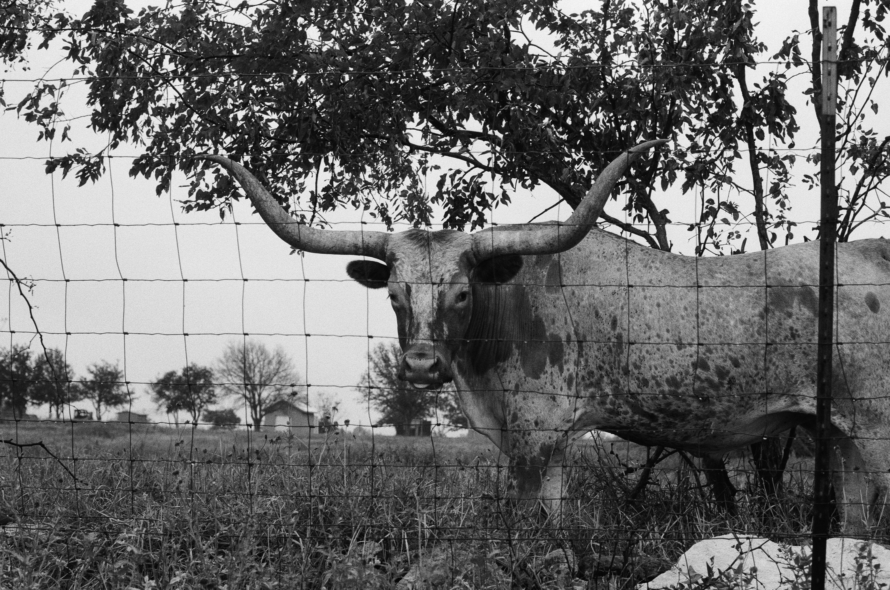 Texas Terlingua scene
